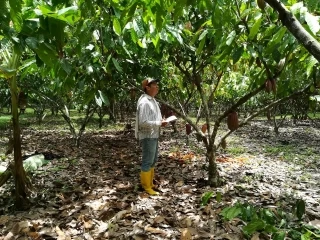 Para prevenir presencia de plagas y enfermedades: el ICA ejecuta vigilancia fitosanitaria a los cultivos del cacao en Arauca.